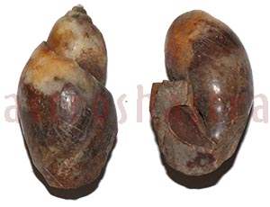 Heera Shankh 094 54.